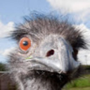 Meet your Posher, Lily